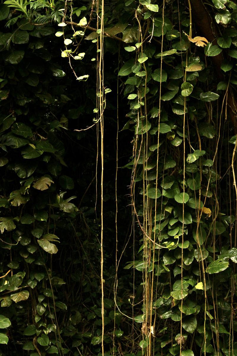 hanging vines and tropical leaves in deep shadow