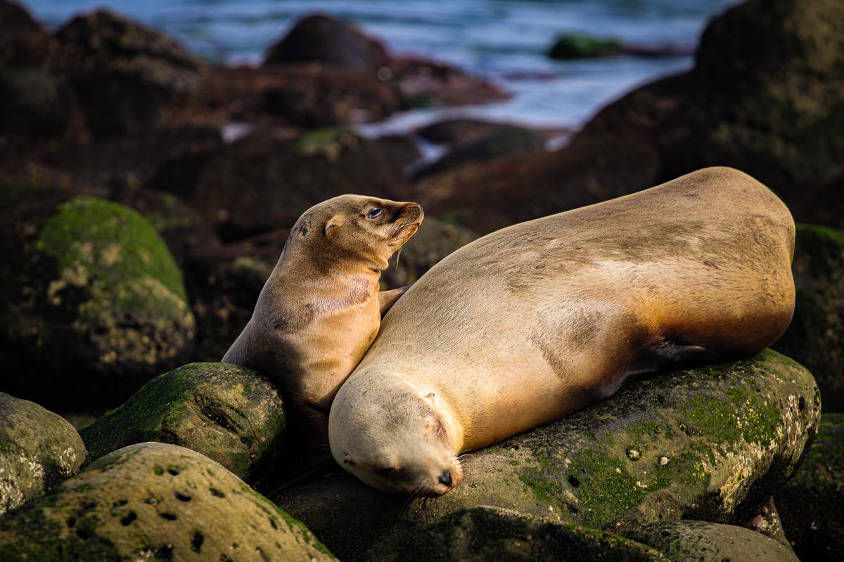 a motherly seal resting with its young on the shore