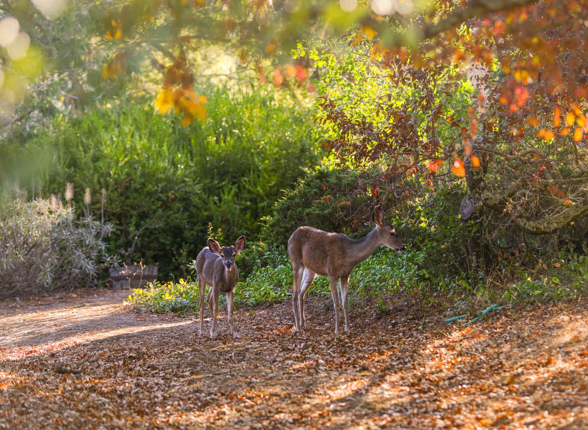 autumn deer