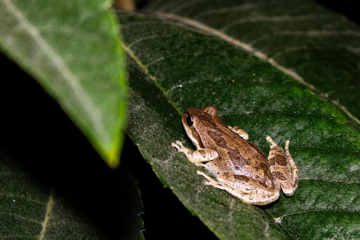 tree frog